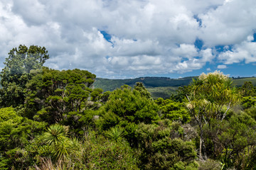 Fototapeta na wymiar A walking tour of the Waipua Forest, Dagraville, New Zealand