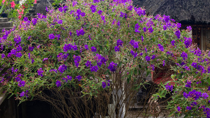 Veilchenbaum, Prinzessinnenblume, Bali