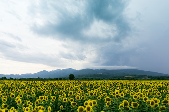 Sunflower field just before the storm