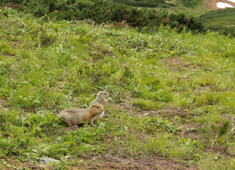 Naklejka na ściany i meble Curious American gopher stands on his hind legs