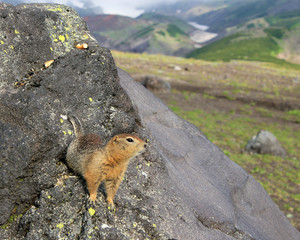 Curious American gopher stands on his hind legs