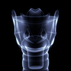 Human Internal Organs Larynx Anatomy X-ray 3D rendering