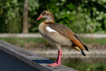 Fotoshooting mit Nilgans im April auf einem Geländer der Brücke am Schwanenteich Gießen