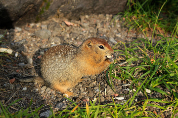 Curious American gopher stands on his hind legs