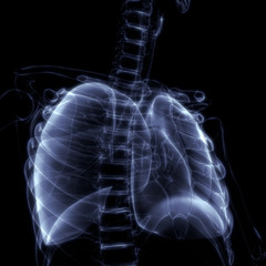 Lungs a Part of Human Respiratory System Anatomy X-ray 3D rendering
