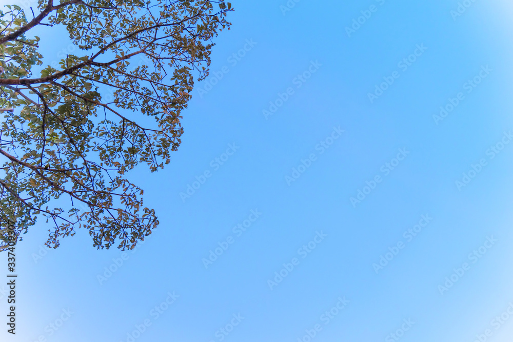 Wall mural The background tree blue sky, tree top against blue sky on a sunset bright.