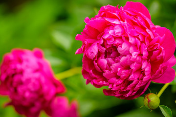 Peony. Money flower of happiness. Peony Flower. Peony close-up.