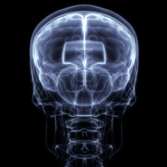 Human Internal Organ Brain with Nervous System Anatomy X-ray 3D rendering