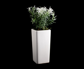 Flower Vase - Home Decoration