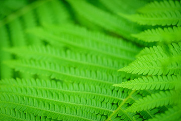 Fern Leaves Ecology Concept. Green background for advertising wildlife. Eco concept.