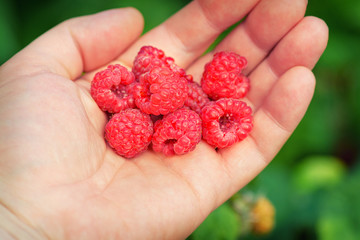 Raspberries in the hand. Male hand holds raspberries. Hand with red raspberries.Autumn harvest of red berries.