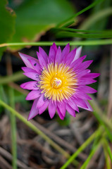 Fototapeta premium Lotus blossoming by the pool