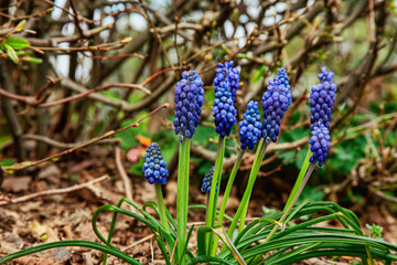 Hyazinthe, Perlhyazinthe, blau, Kugeln, bl&uuml;hen, ausgewildert, h&uuml;bsch, Garten, Fr&uuml;hling