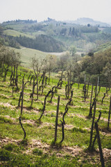 Fototapeta na wymiar vineyard at the Toscana