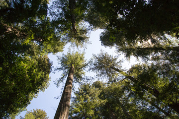 Sequoia Forest