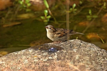 Weiblicher Haussperling (Passer domesticus) trinkt aus Sprudelstein im Gartenteich