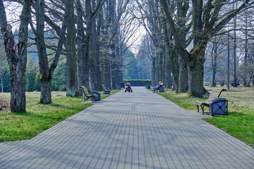 cobblestone path and bare trees in the spring park 
