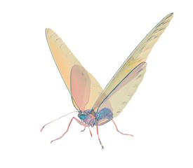 3d illustration of the butterfly