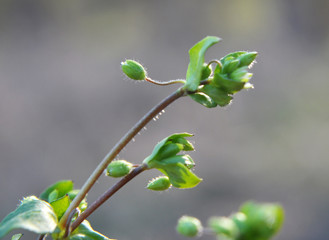 Fototapeta na wymiar In the spring, Stellaria media grows in nature