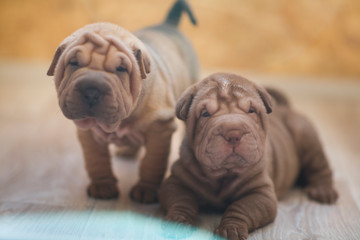 little cute puppy sharpei folds