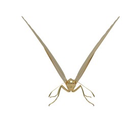 3d illustration of the butterfly