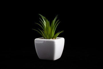 House Plant Vase 003