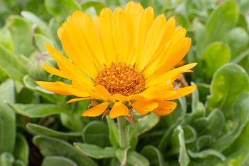 macro of an orange calendula flower with green leaves