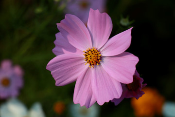 Obraz premium Beautiful purple Cosmos flowers in the garden. Violet flowers pictures. Cosmos bipinnatus, commonly called the garden cosmos or Mexican aster.