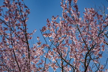 Spring nature. View of beautiful fresh branch of bloomed cherry on blue sky background in spring sunny dayclose up of beautiful pink magnolia flower with dwedrops
