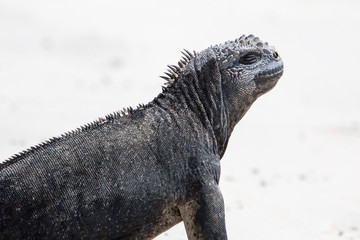 Single marine iguana standing on wood deck at the port of Puerto Villamil, Isabela Island. Galapagos, Ecuador 2015.