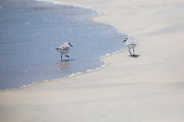 Couple of Sanderling birds walking on the beach of Isabela Island in the Galapagos, Ecuador 2015