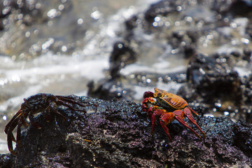 Sally Lightfoot Crab or Red Rock Crab walking on the black volcanic stone at the beach of Isabela, Galapgos Islands 2015.