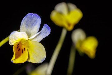 Fototapeta premium Close-up colorful flower with a dew drop on a petal.