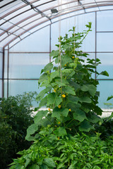 Green leaves of cucumber and pepper inside the greenhouse. The stems are vertical.
