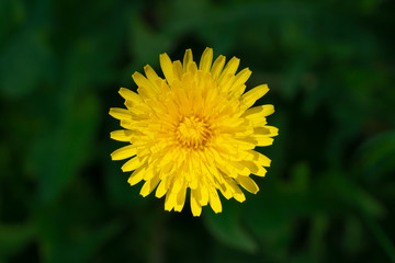 Yellow dandelion flower, top view, dark green background.