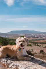Dog outdoors in nature. Sunny day countryside