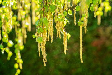 Pollen of birch tree blossom in the air in spring, April. Close up. Seasonal allergy. Selective...