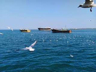 seagulls on the sea