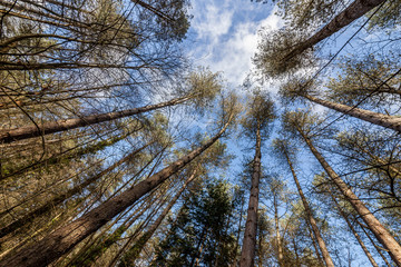 low angle view of pine trees converging into a blue sky