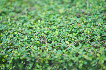 closed up,selective focus on green bushes