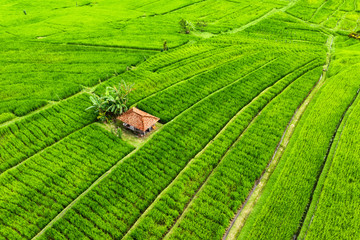 Aerial view of rice terraces. Landscape from drone. Agricultural landscape from the air. Rice terraces in the summer. UNESCO World Heritage - Jatiluwih rise terrace, Bali, Indonesia. Travel - image
