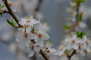 Spring weather - cherry blossomed in the garden.