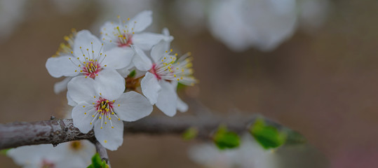 Spring weather - cherry blossomed in the garden.
