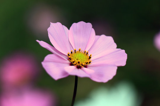 Beautiful purple Cosmos flowers in the garden. Violet flowers pictures. Cosmos bipinnatus, commonly called the garden cosmos or Mexican aster.