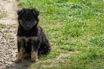 Little sad black puppy on the grass on rural road. Sorry black dog sits in rays of spring sun