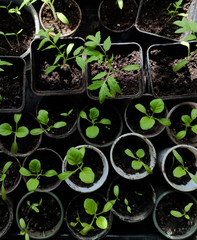 Seedlings of bell peppers. Fresh organic green leaf grows from the black earth in a pot. Spring growing on farmland closeup background soft focus,top view,flatlay