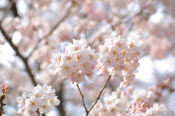 桜
