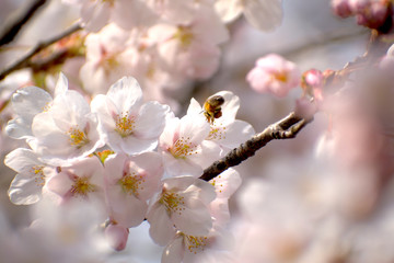 桜