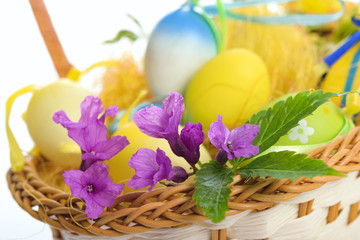 Close-up of an Easter basket with early spring violet flowers and colorful eggs