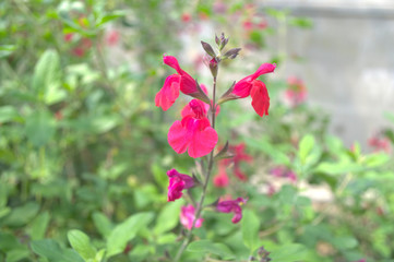 チェリーセージ